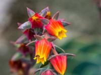 Rotgelbe Blüten an Rosettensukkulente